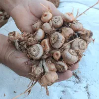 خریدار پیاز زعفران