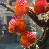 دیسکس رافلشیا