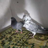 چند جفت کفتر پرشی عالی|پرنده|قم, آزادگان|دیوار