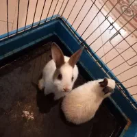 خرگوش با قفس بزرگ|موش و خرگوش|تبریز, |دیوار