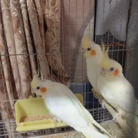 عروس هلندی|پرنده|اصفهان, کشاورزی|دیوار