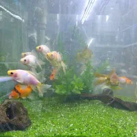 ماهی آکواریومی|ماهی|رشت, آب و برق|دیوار