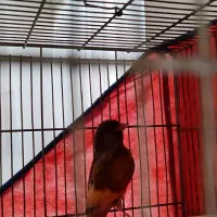 قناری نر ابلغ سرخ سرخ|پرنده|بروجرد, |دیوار