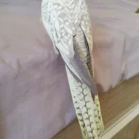 عروس هلندی گم شده