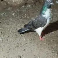 کفتر