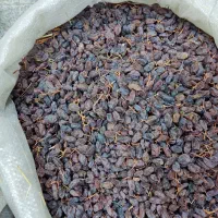 کشمش آفتابی درشت درشت|عمدهفروشی|ابهر, |دیوار