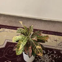 گل و گیاه کروتون|گل و گیاه طبیعی|ایلام, |دیوار