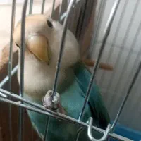 طوطی برزیلی گمشده