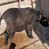 قاطر نر یک سال و ۸ ماهه|حیوانات مزرعه|شیروان (خراسان), |دیوار