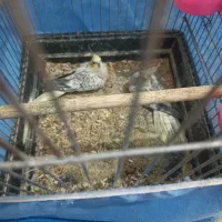 طوطی هلندی|پرنده|چهاردانگه (تهران), |دیوار