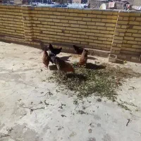 سه تا مرغ جوان تازه تخم گذار ودوتا نیمچه دونه ۵۰۰|حیوانات مزرعه|تکاب, |دیوار