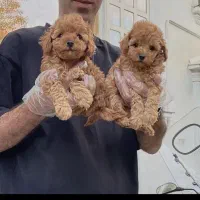 توی فرفری تاینی فر پودل زیر قیمت همه جا|سگ|مشهد, وکیل‌آباد|دیوار