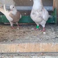 سلام تعداد سیزده عدد طوقی