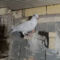 سارموشی نرصیدپریشب