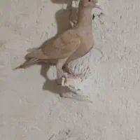 زرد ماده جوان|پرنده|فسا, |دیوار