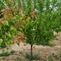 فروش زمین باغی در نزدیکی اراک