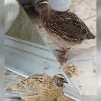 ۲ عدد بلدرچین نر