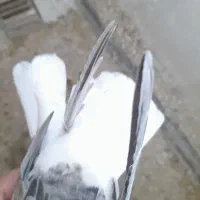 مایدوم|حراج|همدان, |دیوار