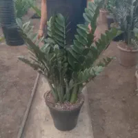 گل و گیاه آپارتمانی|گل و گیاه طبیعی|ری, بازار گل خاوران|دیوار