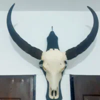 مجسمه جمجمه بوفالو پوست بز کوهی عطیقه