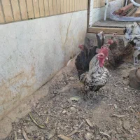 جاپنیز