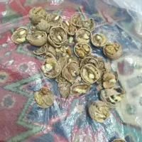 گردوی تک درخت