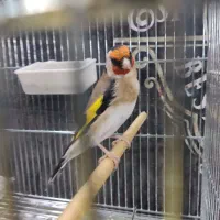 سهره نر سه ساله. جفتی قناری|پرنده|شهرکرد, |دیوار