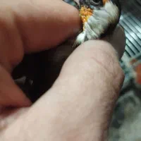 سهره نر دستی|پرنده|تبریز, |دیوار