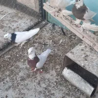 طوقی پاپری سلطنتی