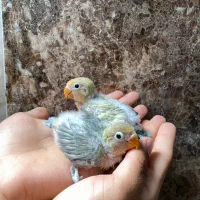 جوجه کوتوله برزیلی سرلاکی