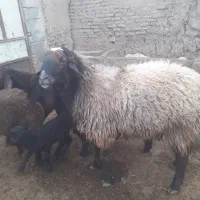 قوچ هترو سه ساله