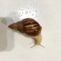 انواع حلزون کلکسیونی