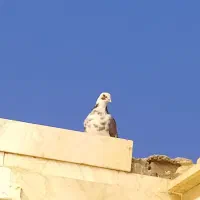 کبوتر|پرنده|شاهرود, |دیوار