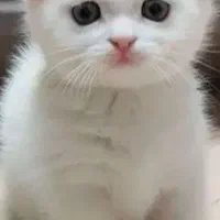 گربه اسکاتیش ماده