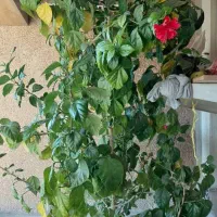 گل ختمی طبیعی قیمت۲۰۰۰۰۰۰ تومان