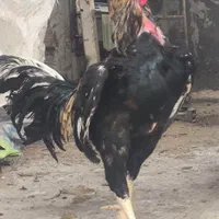 خروس لاری پاکستانی اصل|حیوانات مزرعه|تهران, نعمت‌آباد|دیوار