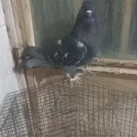 کبوتر پرشی کاشونی|پرنده|فلاورجان, |دیوار