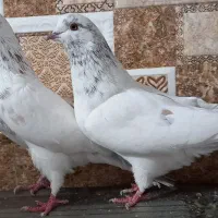 ۵۰طوق کبوتر یا کفتر یکجایی گنجه بر|پرنده|تهران, خلیج فارس|دیوار