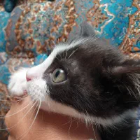 واگذاری گربه دوماهه
