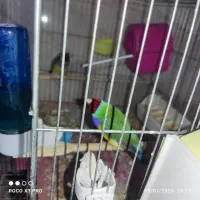 فروش فینج گلدین سبز