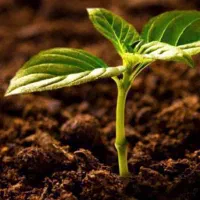 اجاره چهار هکتار برای کشت گوجه