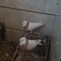 یک جفت طوقی نر