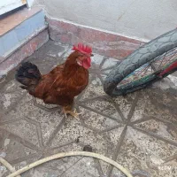 خروس جوان و سرحال