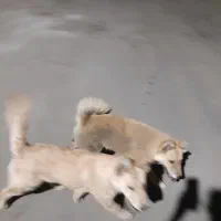 سگ گمشده نر