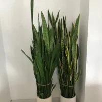 گیاه سانسووریا ساده و ابلق کاملاً باطراوت|گل و گیاه طبیعی|ساری, |دیوار