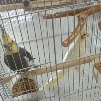 عروس هلندی نر و ماده