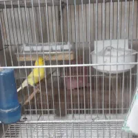 قناری|پرنده|برخوار, |دیوار