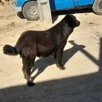 سگ روزگاری اصل جنس|سگ|فلارد, |دیوار