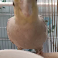 عروس هلندی نژاد دارچینی