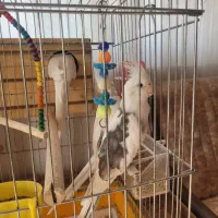 عروس هلندی جفت|پرنده|شیراز, جمهوری|دیوار